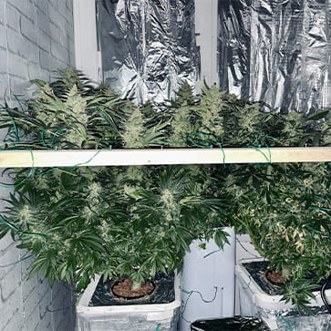 Семена конопли Blueberry Feminised Silver